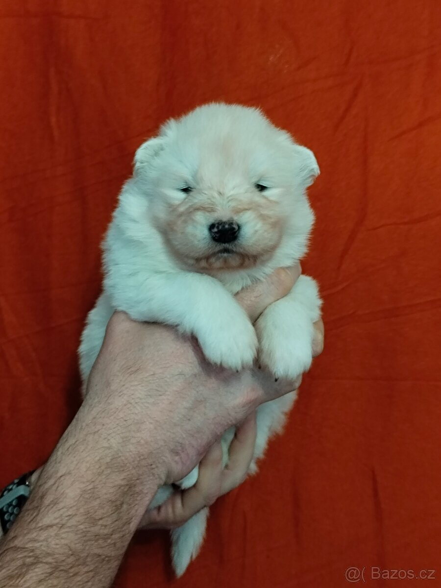 Štěňátka samojeda s PP - 3