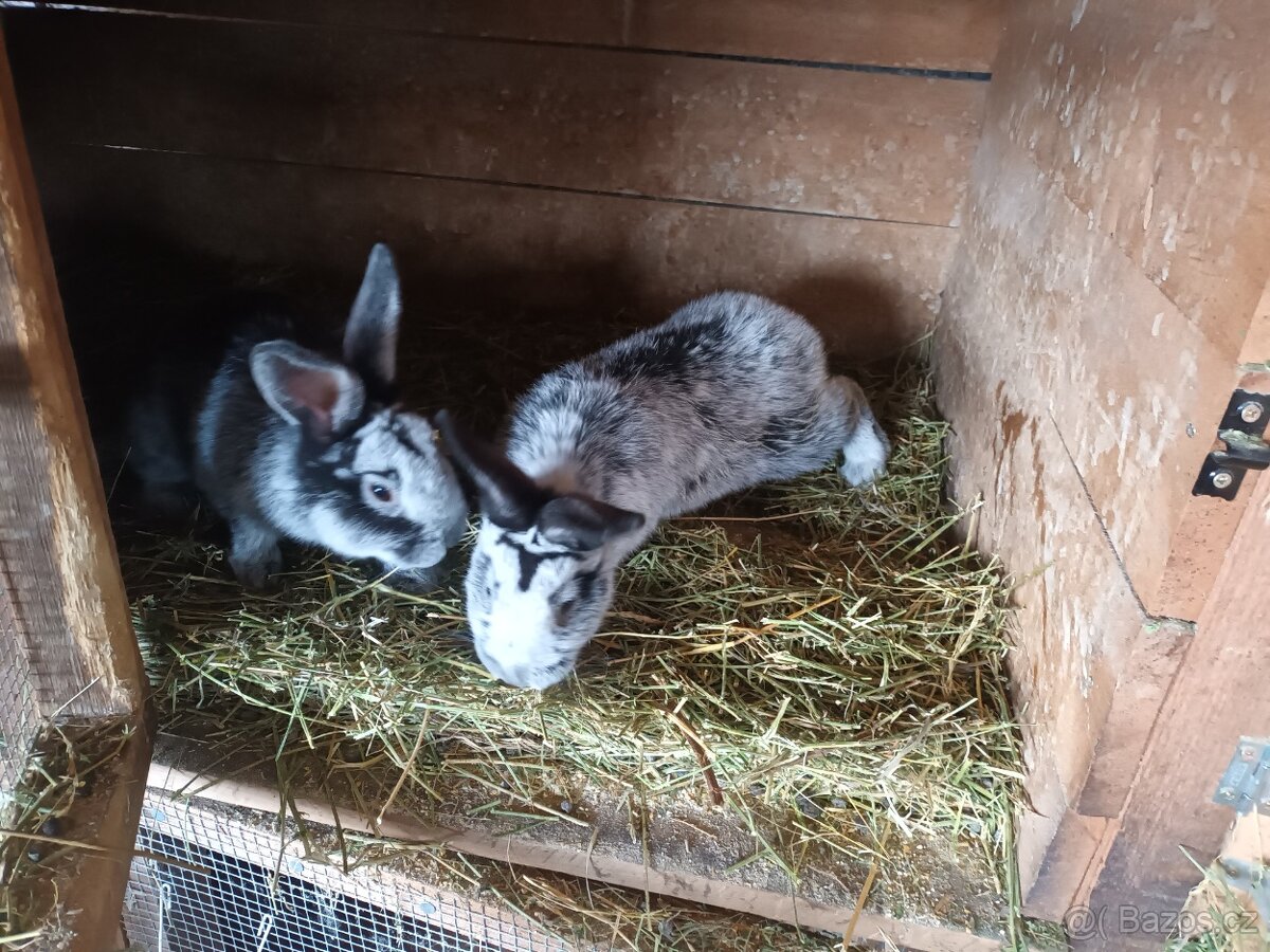 Kalifornské a VSS - 3