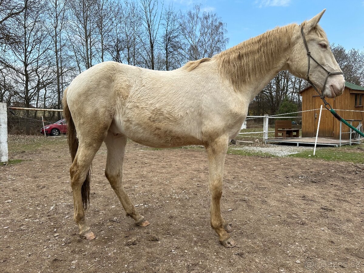 Prodám 2letho lusitano valacha. - 3