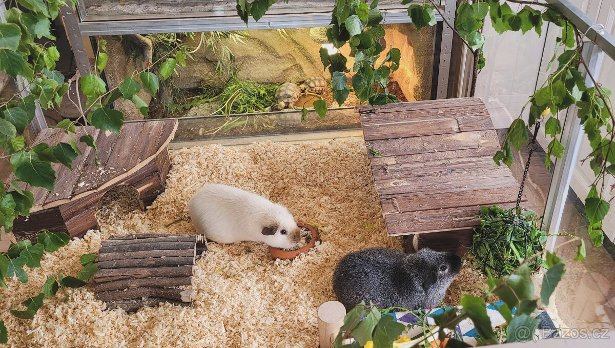 Morčátko US Teddy - 3