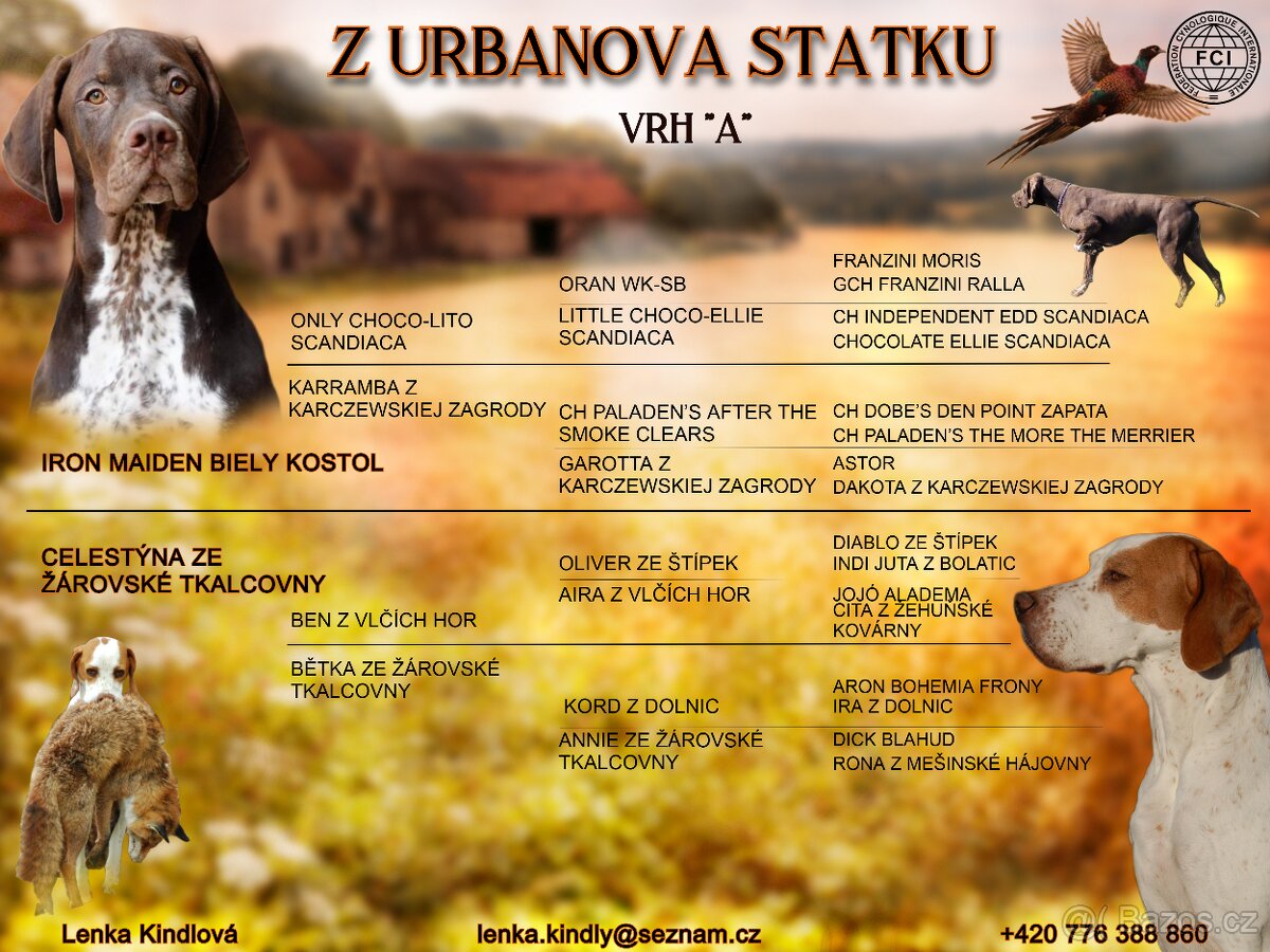 Anglický pointer - 3