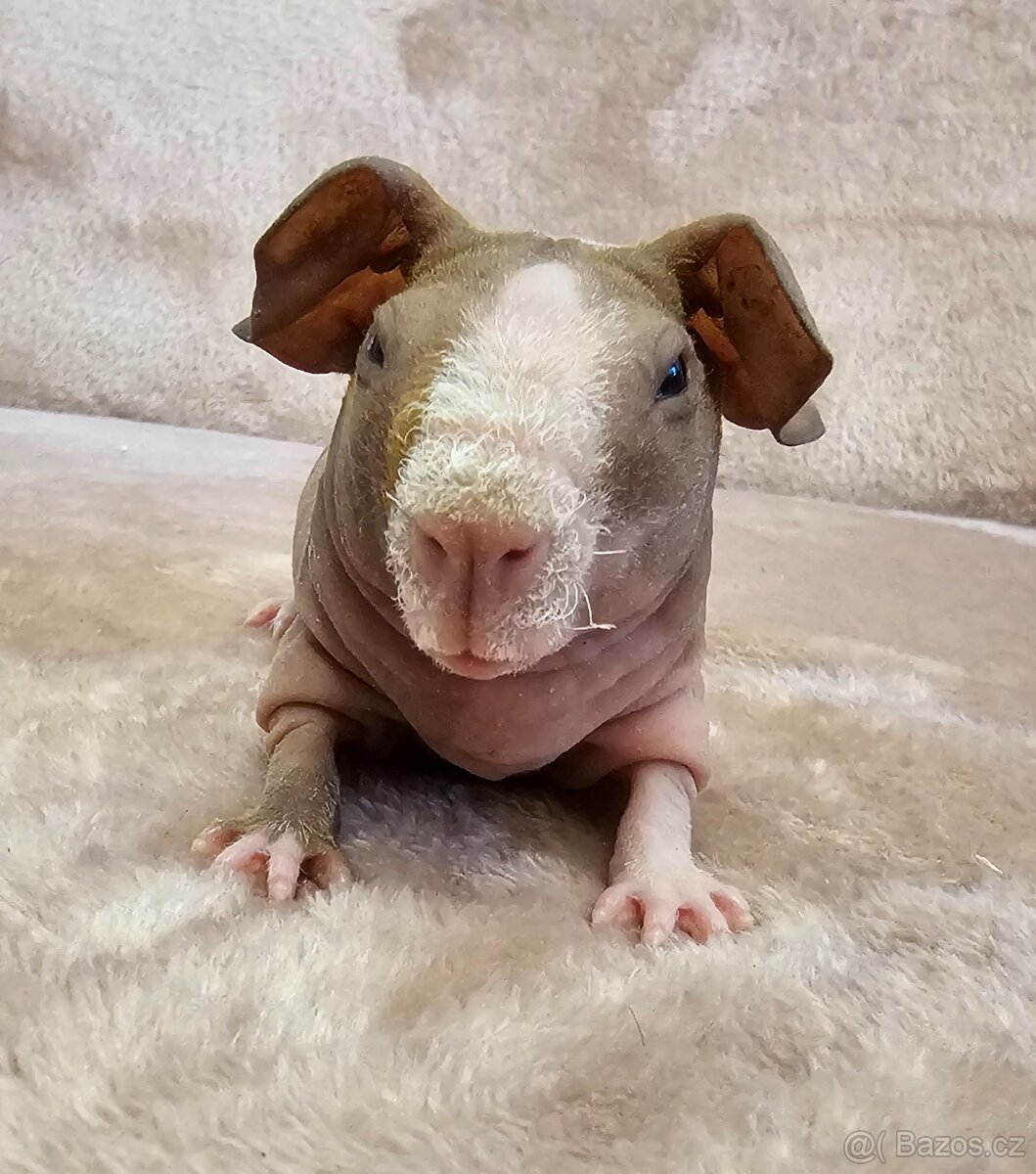 Skinny morče sameček s PP - 3