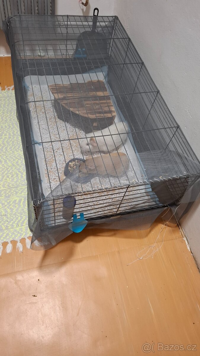 Morčata, 2 samičky - 3