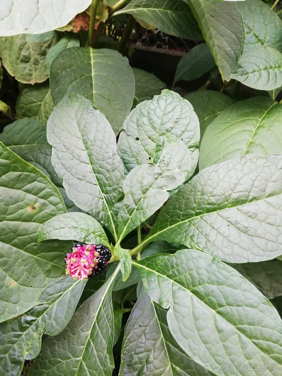 Semena rostliny Líčidla - 3