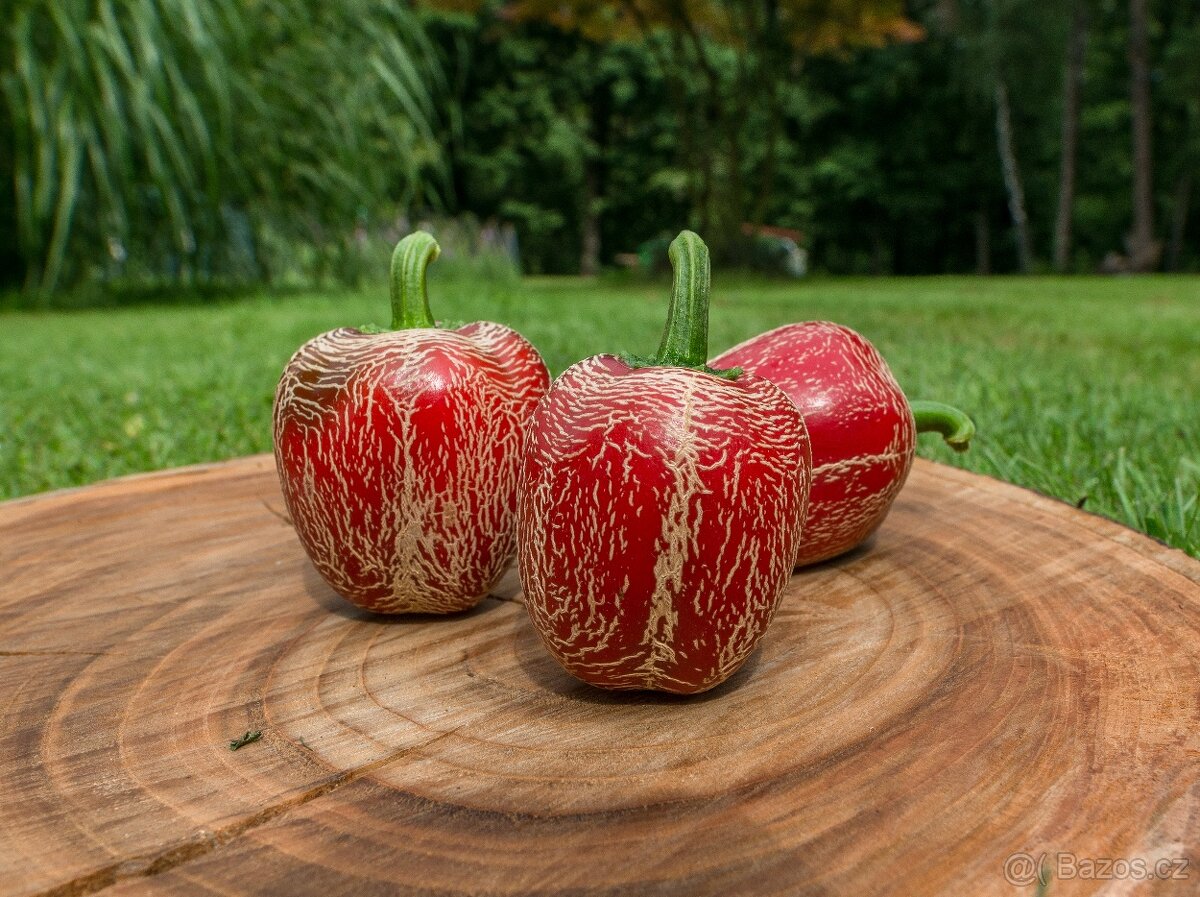 Chilli semena - Semínka chilli papričky • CERTIFIKOVANÁ • - 3