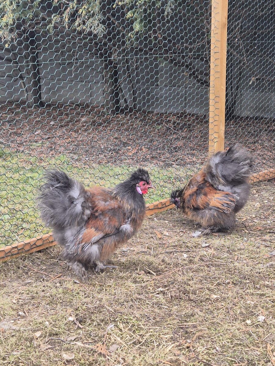 Hedvábnička - kohouti - 3