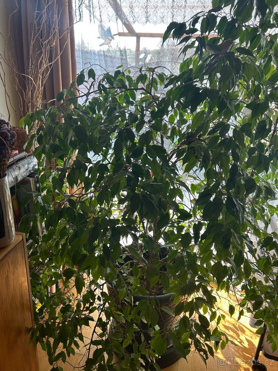 Fíkus benjamín - 3