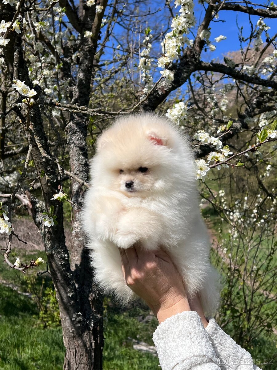 Pomeranian - 3