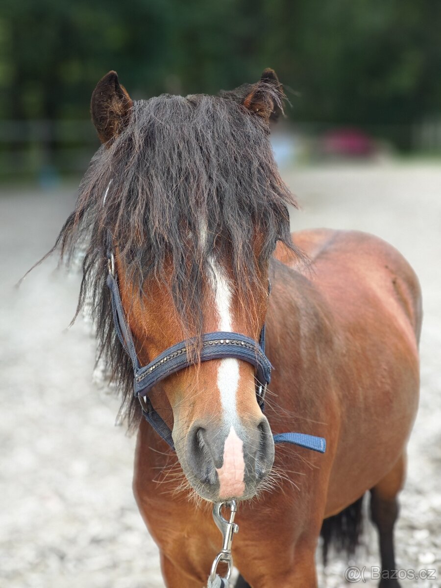 Pony valach wpbr - 3