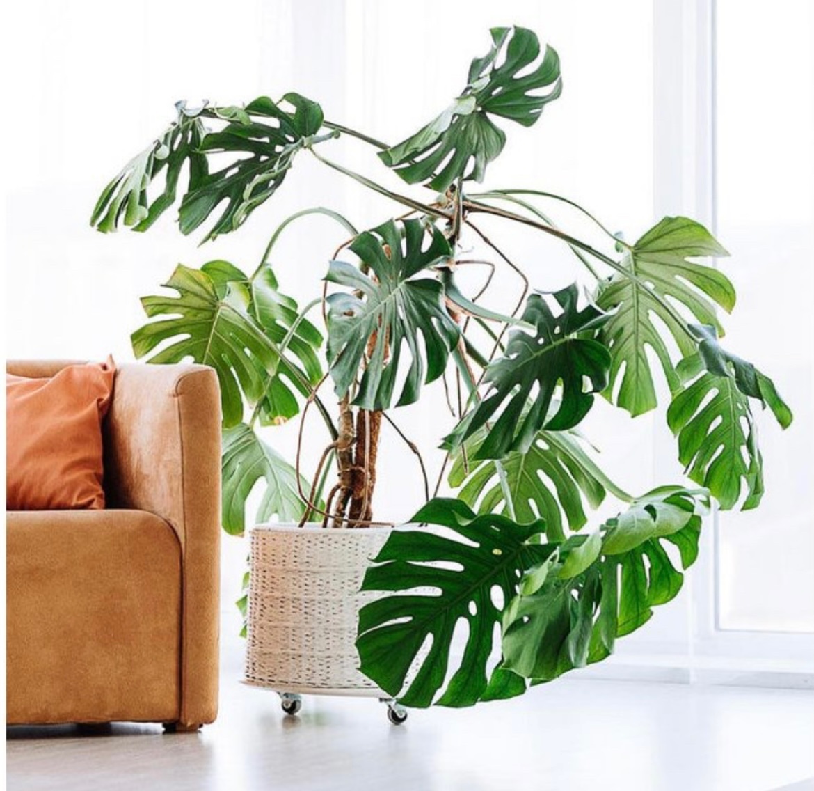 Monstera deliciosa 100-120 cm, průměr květináče 24 cm - 3