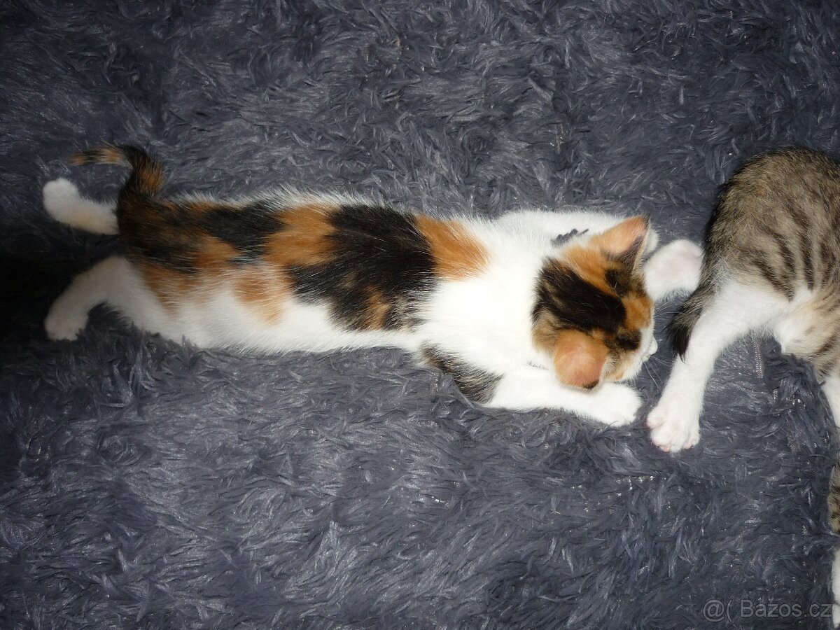 Koťátka - 3