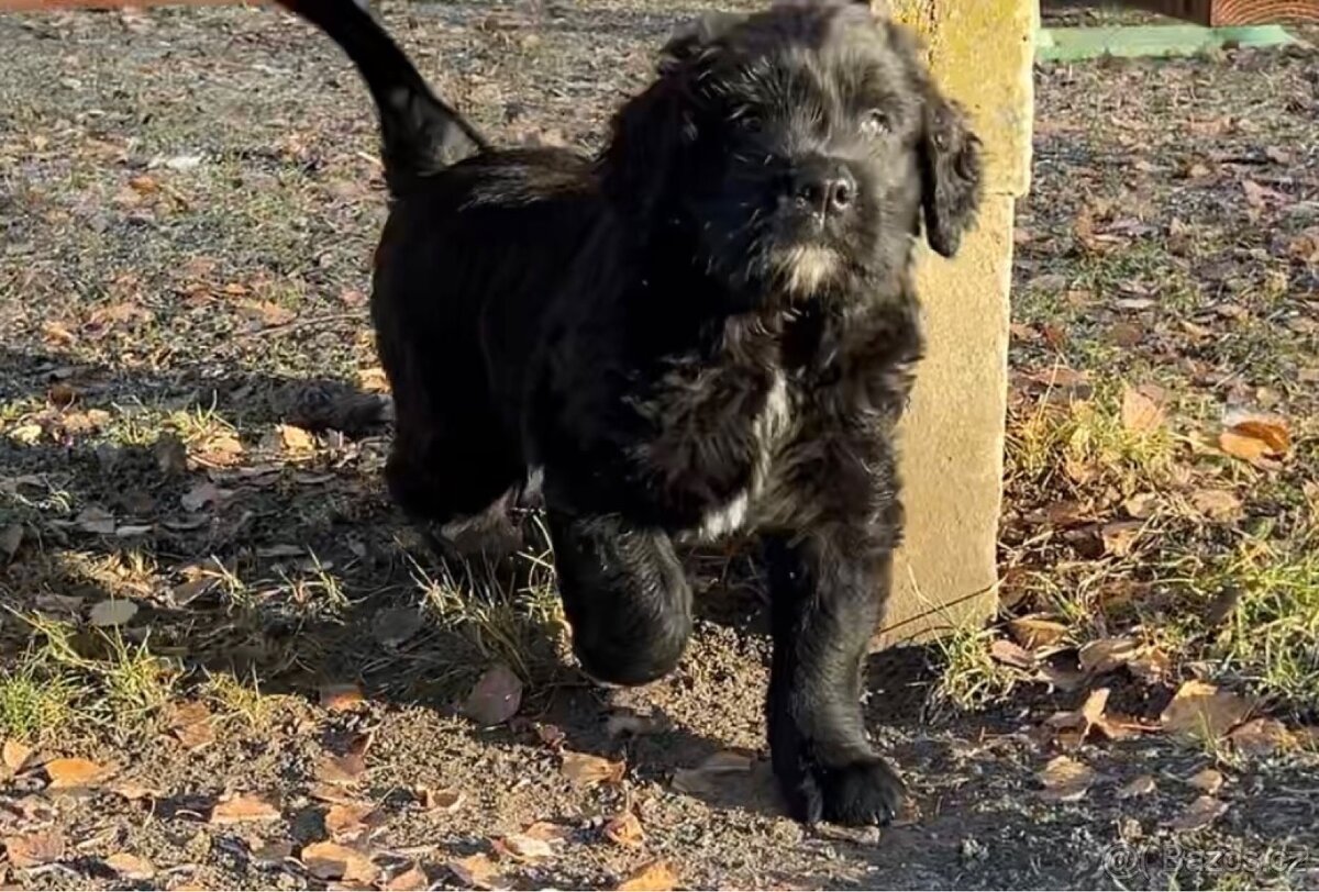 Landseer (Novofundland) x Ruský černý teriér - 3