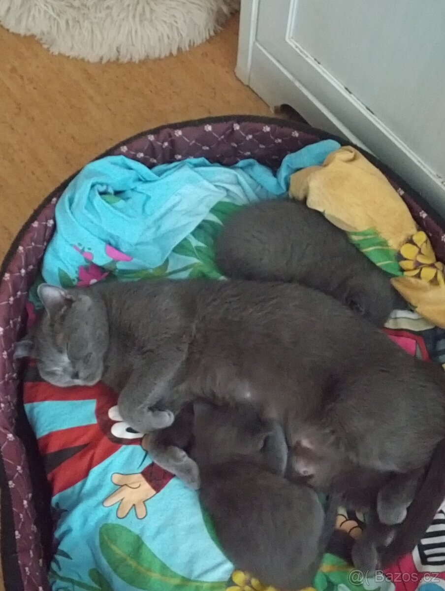 Britská krátkosrstá koťátka - 3