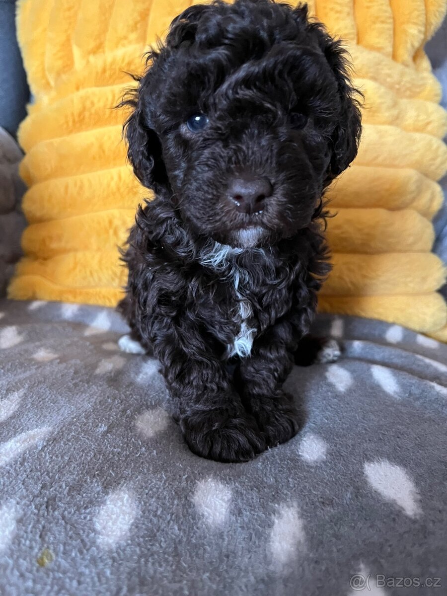 Pudl trpasličí čokoládový - 3