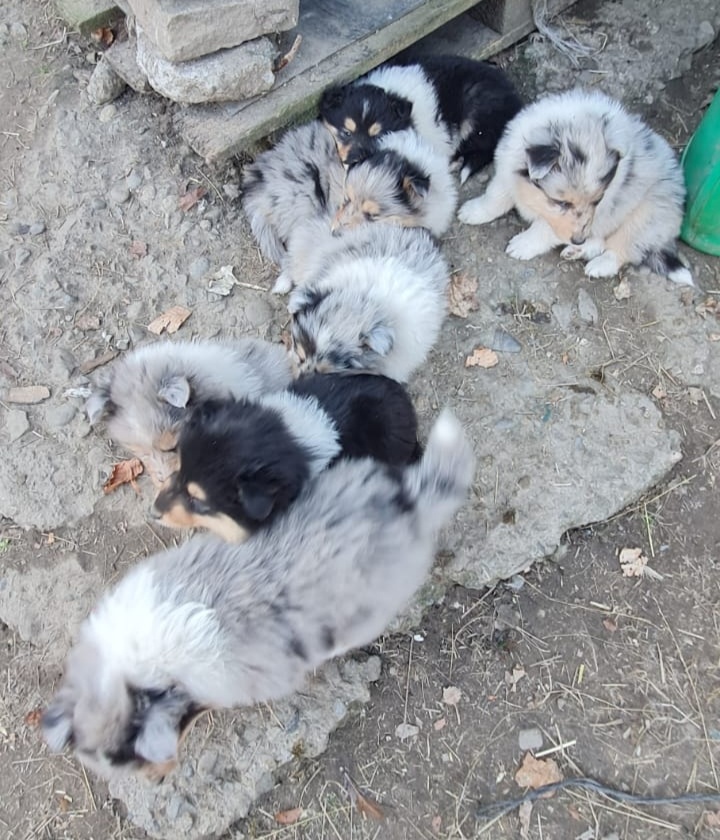 Kolie dlouhosrstá - 3