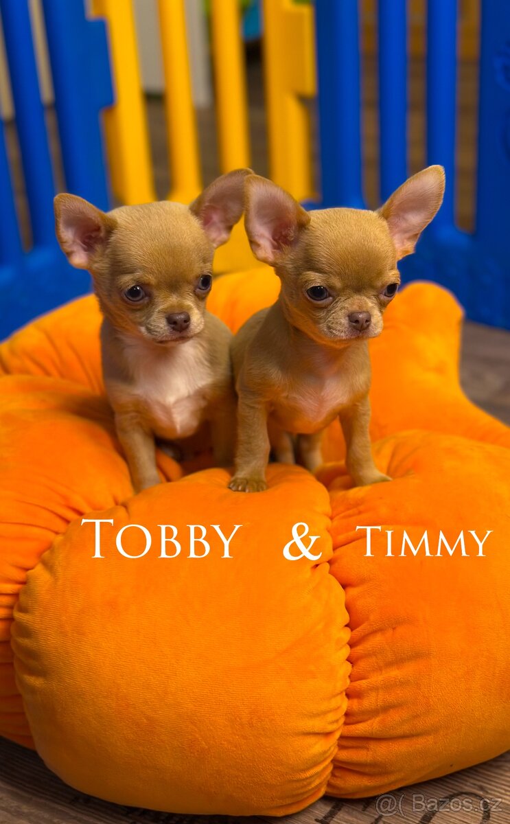 Čivava krátkosrstá s PP - 3