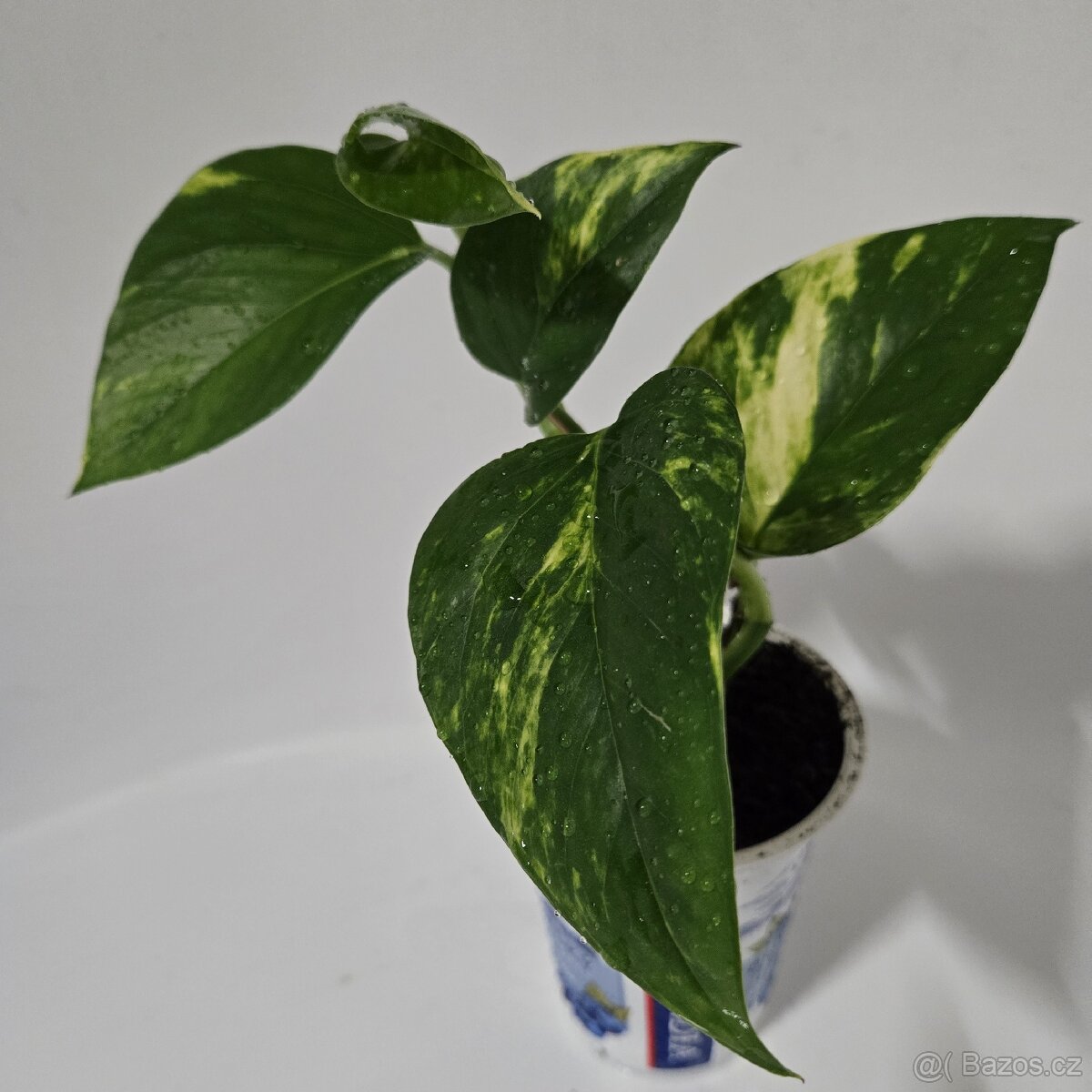 Epipremnum aureum, sadička - 3