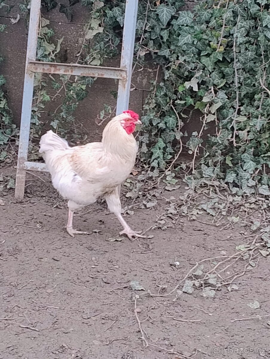 Prodám kohouta - 3