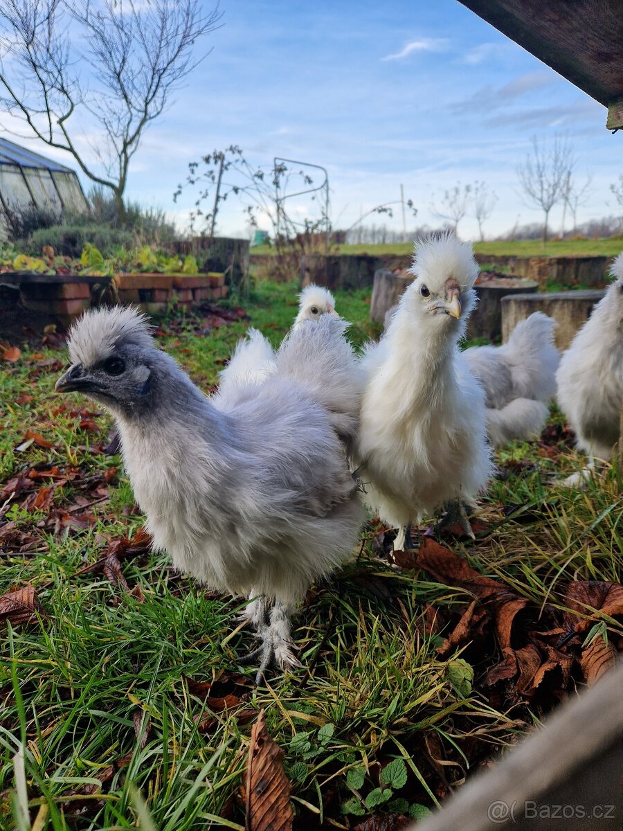 Hedvábnička kohout - 3