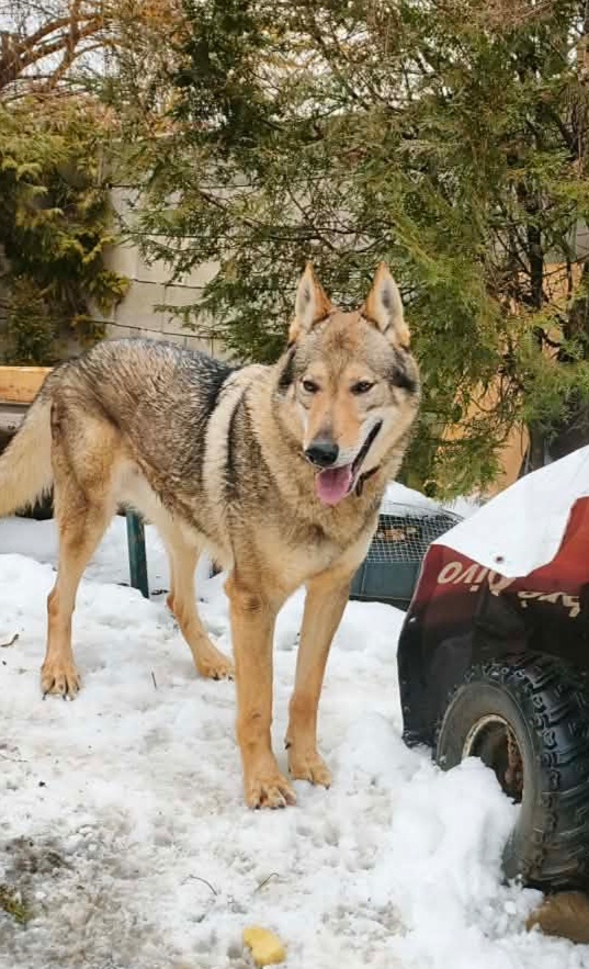 Československý vlčák - 3