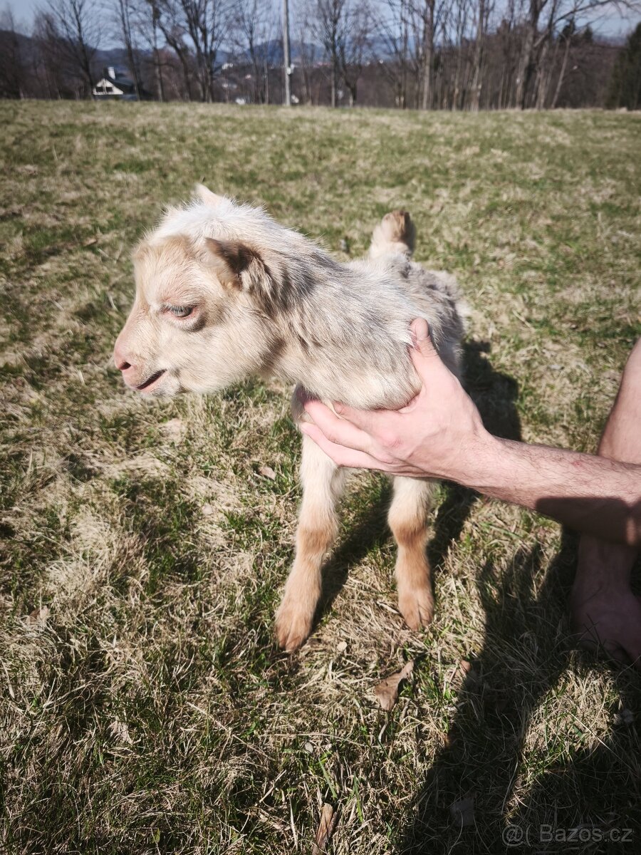 Prodám kozla - 3
