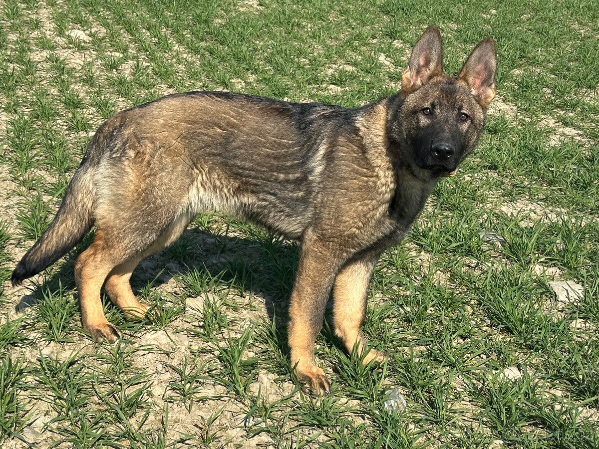 Německý ovčák - 3