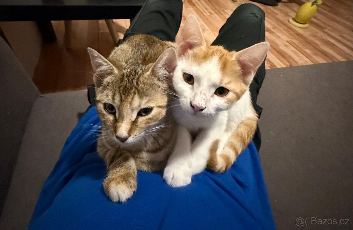 Daruji 2 koťátka - 3