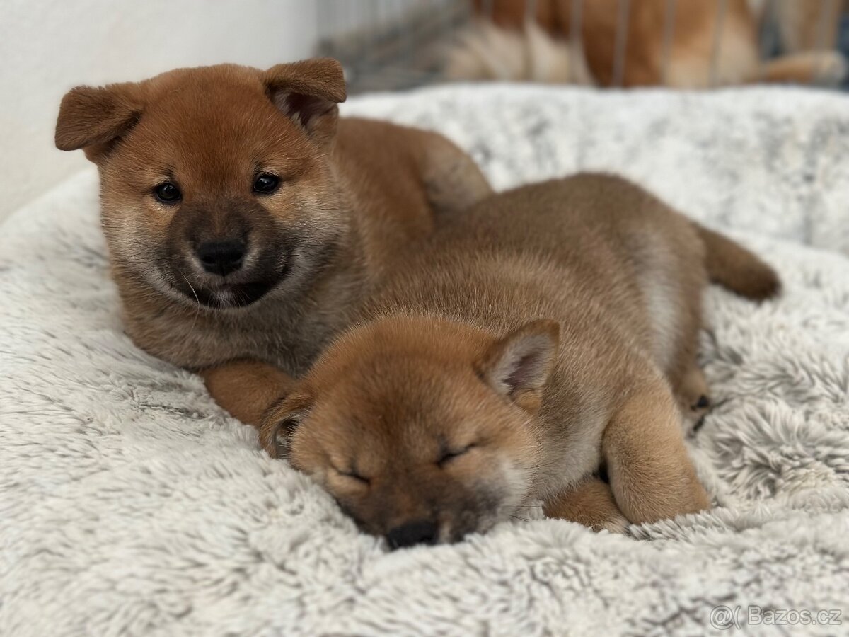 Shiba inu s PP k odběru - 3