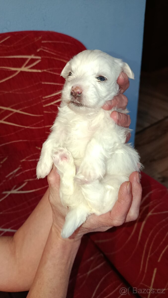 Maltézský psík/maltézáček (bez PP) - 3