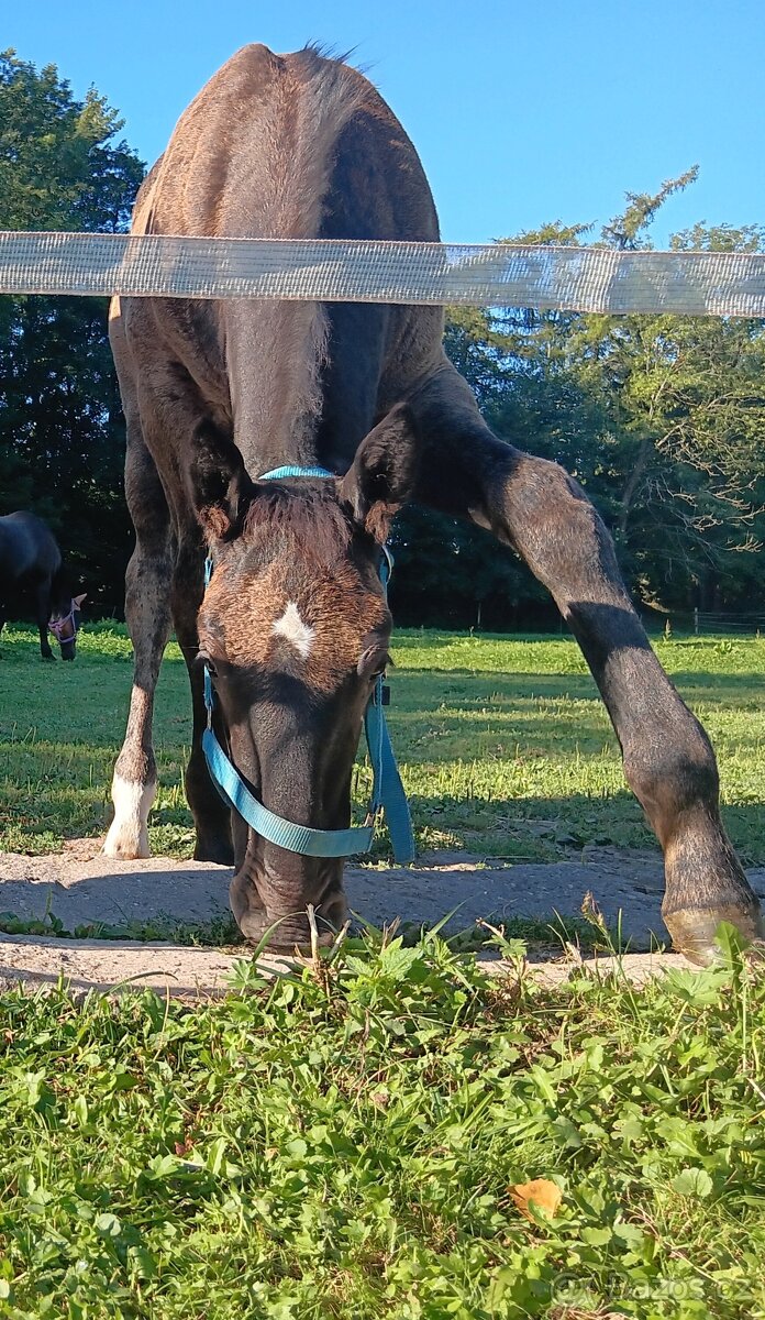 Starokladrubský hřebeček - 3