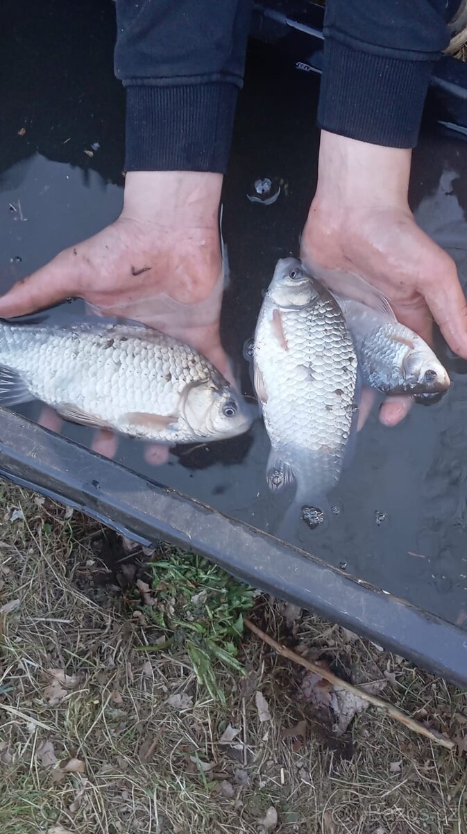 Karas stříbřitý - 3