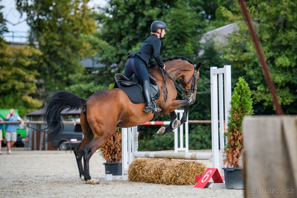 Luxusní charakterní valach - 3