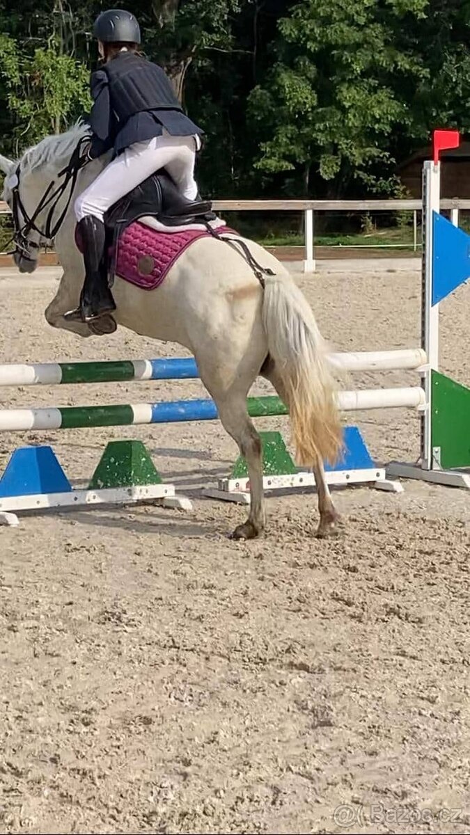 Prodám ponyho do sportu či k aktivnímu hobby - 3
