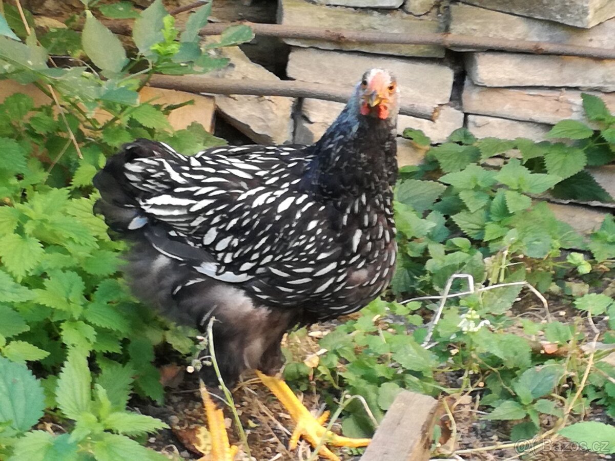 Kohouti Wyandotka - 3