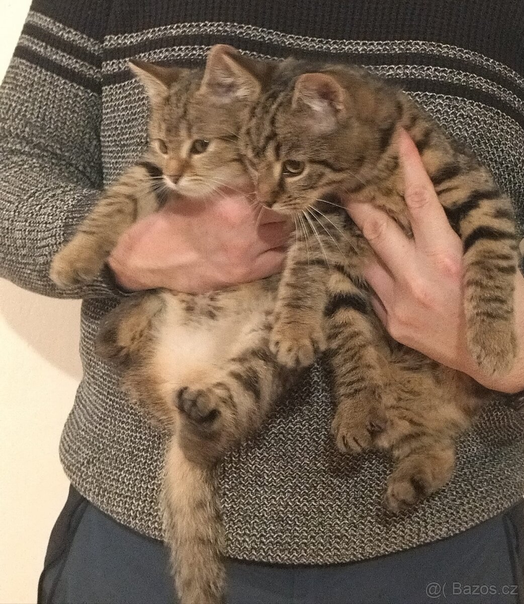 Kočička a kocourek - kotě, koťata, kočka domácí - 3