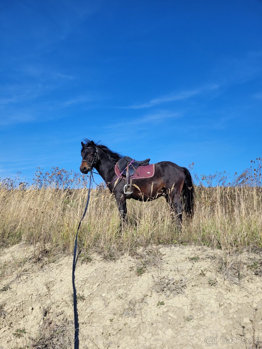 Prodám welsh part bred - 3