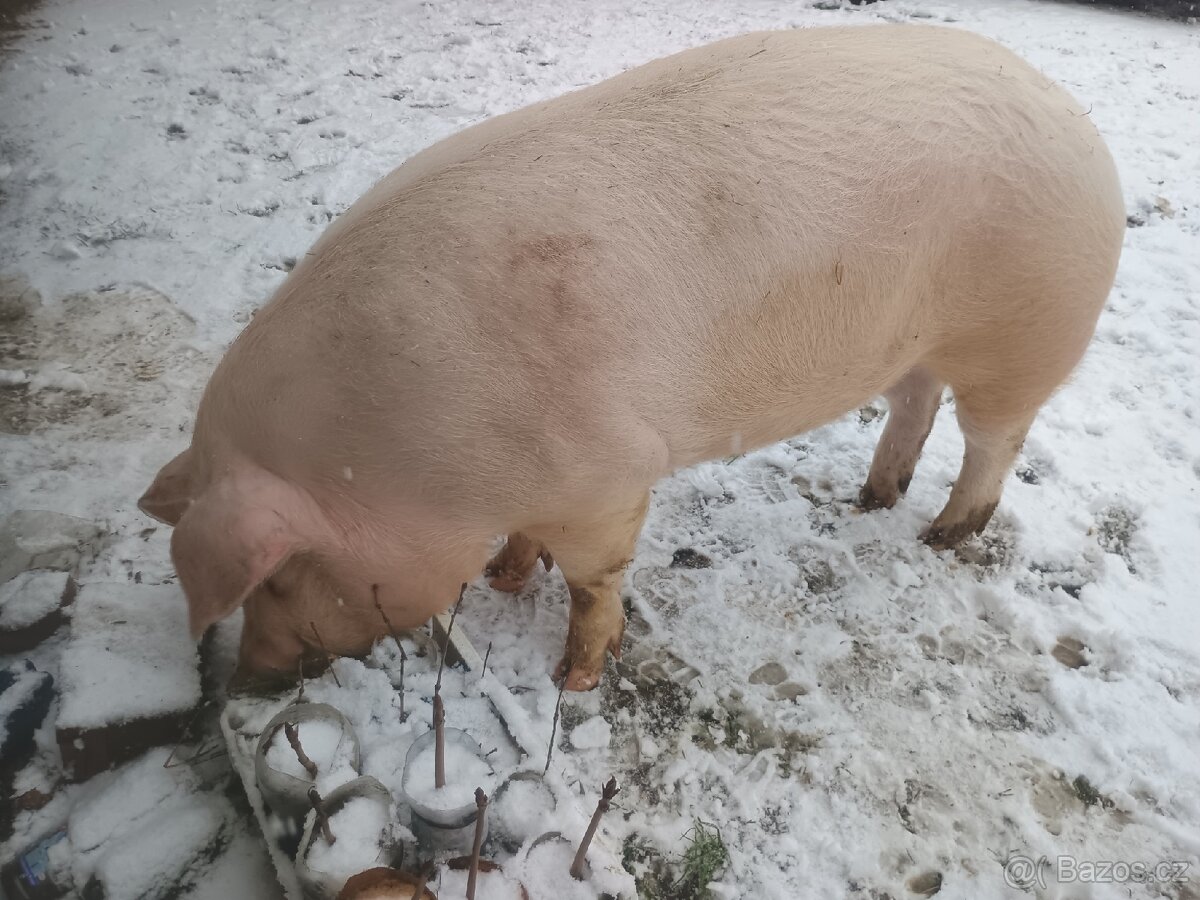 Domácí prase - 3