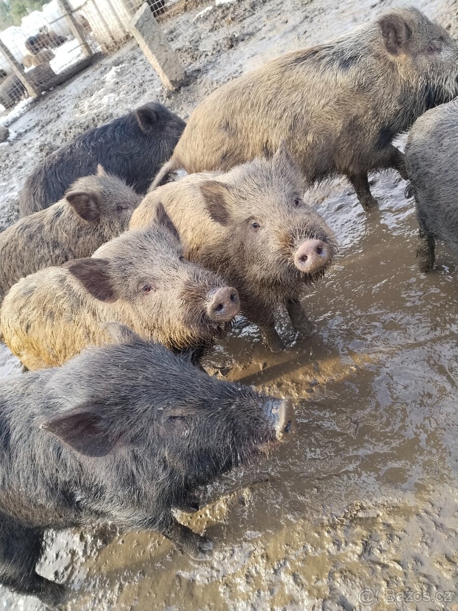 Prase divoké - 3