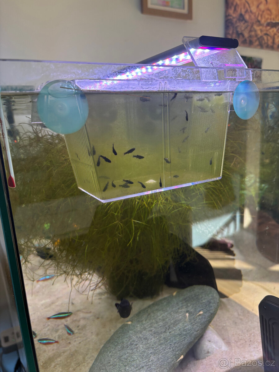 Black Molly, Ancistrus Gold - 3