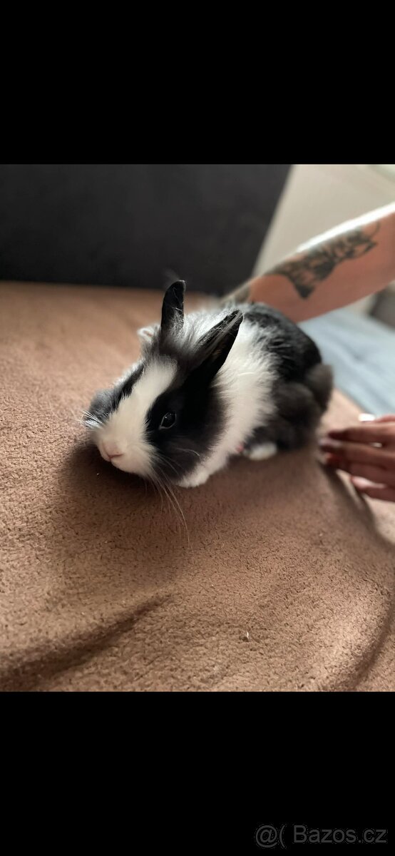 Zakrslí králíček - 3
