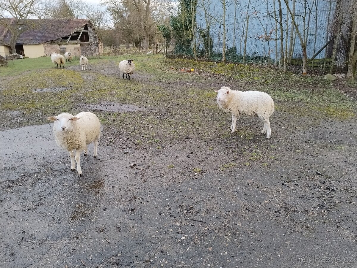 Prodám jehňata - 3