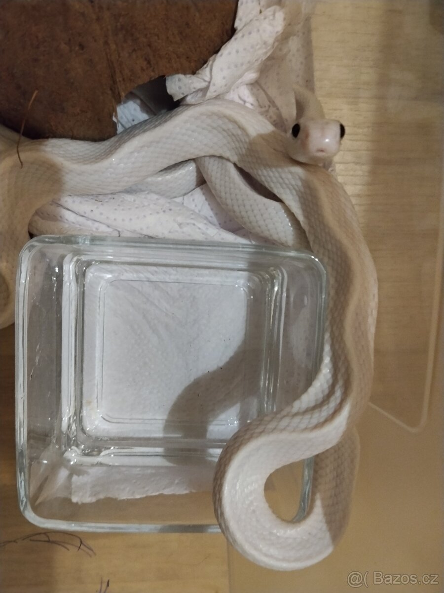 Leucistic - 3