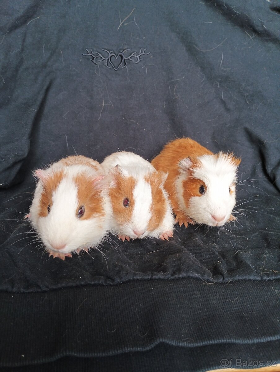 Prodáme morčata - 3