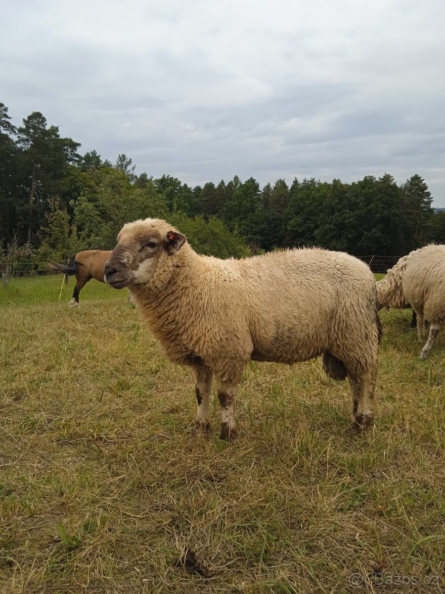 Letošní berani nejlépe na chov - 3