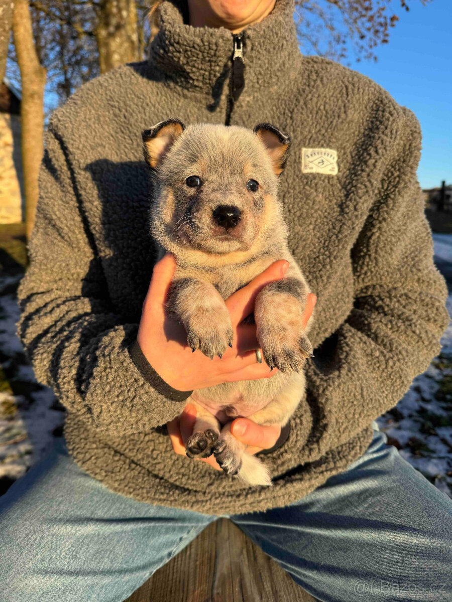 Australský honácký pes s PP - 3