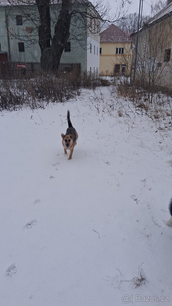 Daruji štěně 6 měsíců - 3