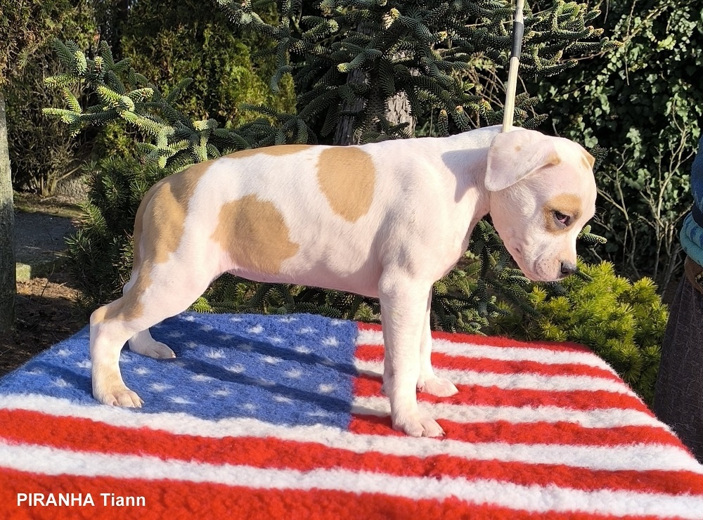 AMERICKÝ STAFORDŠÍRSKY TERIÉR s PP - 3