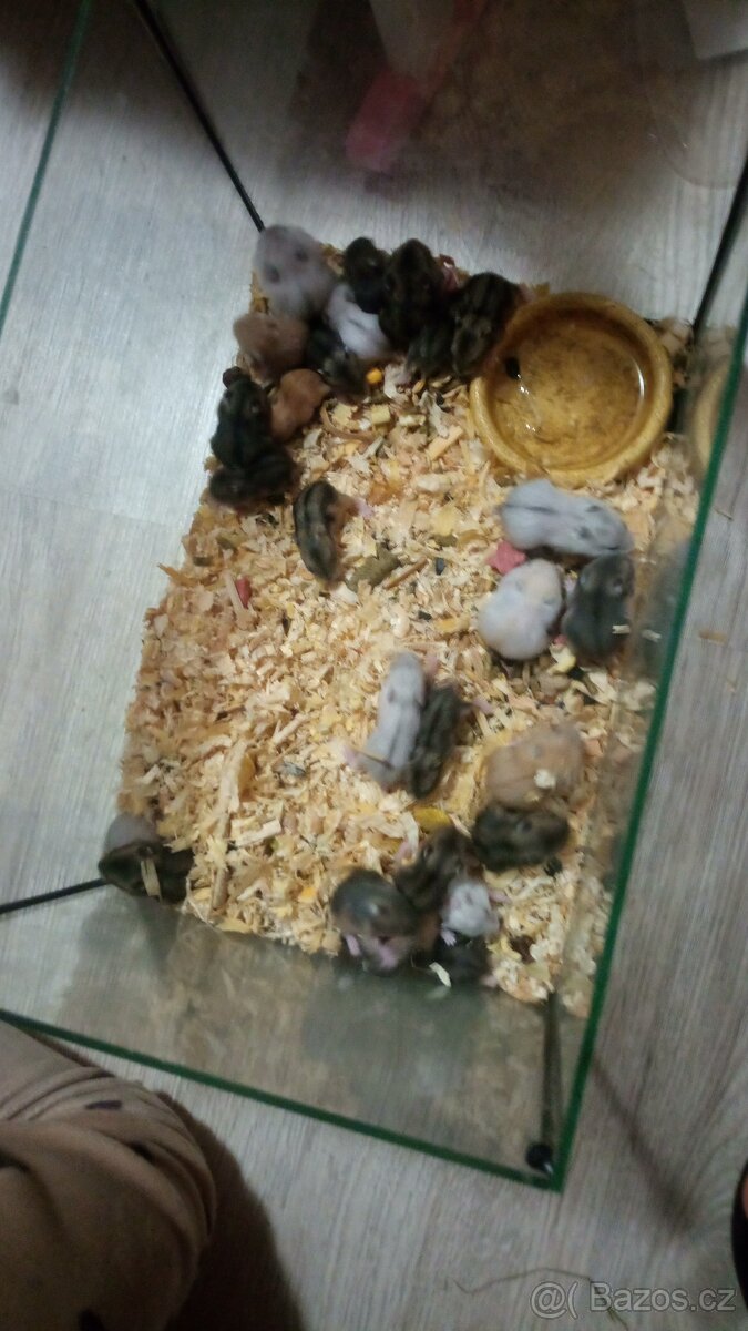 Dzungarsky křeček - 3