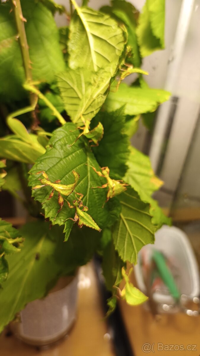 Lupenitka - strašilka. Letranti Tataba. Lupenitka Fipínská. - 3