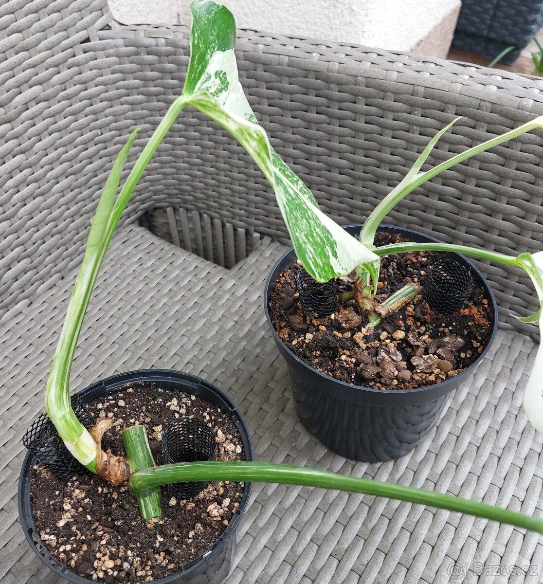 Monstera albo variegata - 3